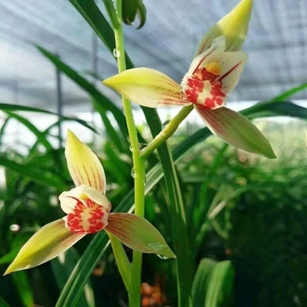 红一品高端精品名贵兰花四季兰浓香型盆栽绿植四季开花好养