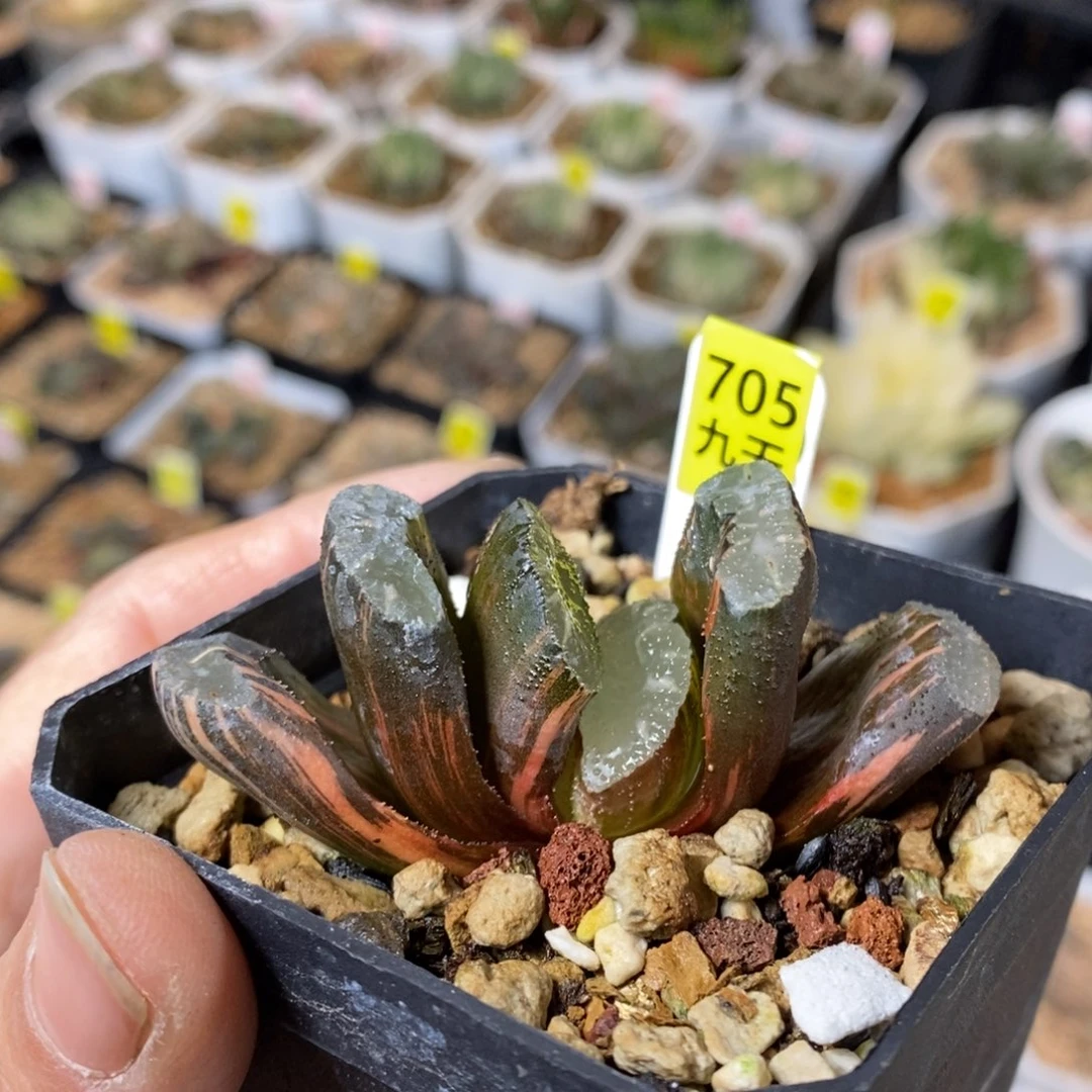 705号玉扇锦多肉植物