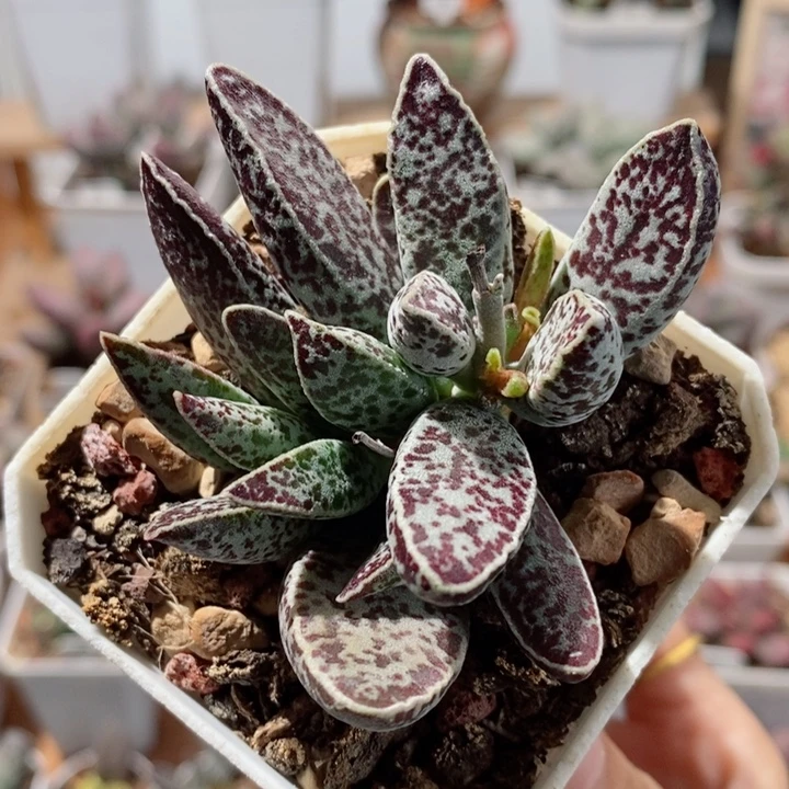 白孔雀水泡多肉植物