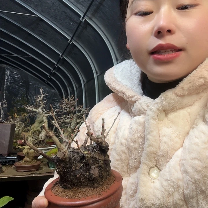 陈***3无花朵开花结果1111111111