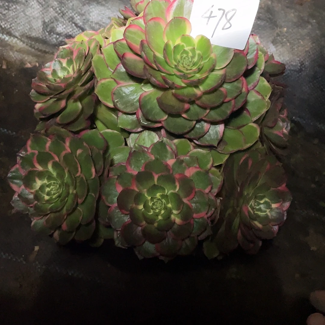 多肉法师478号粉花妖发货不包损