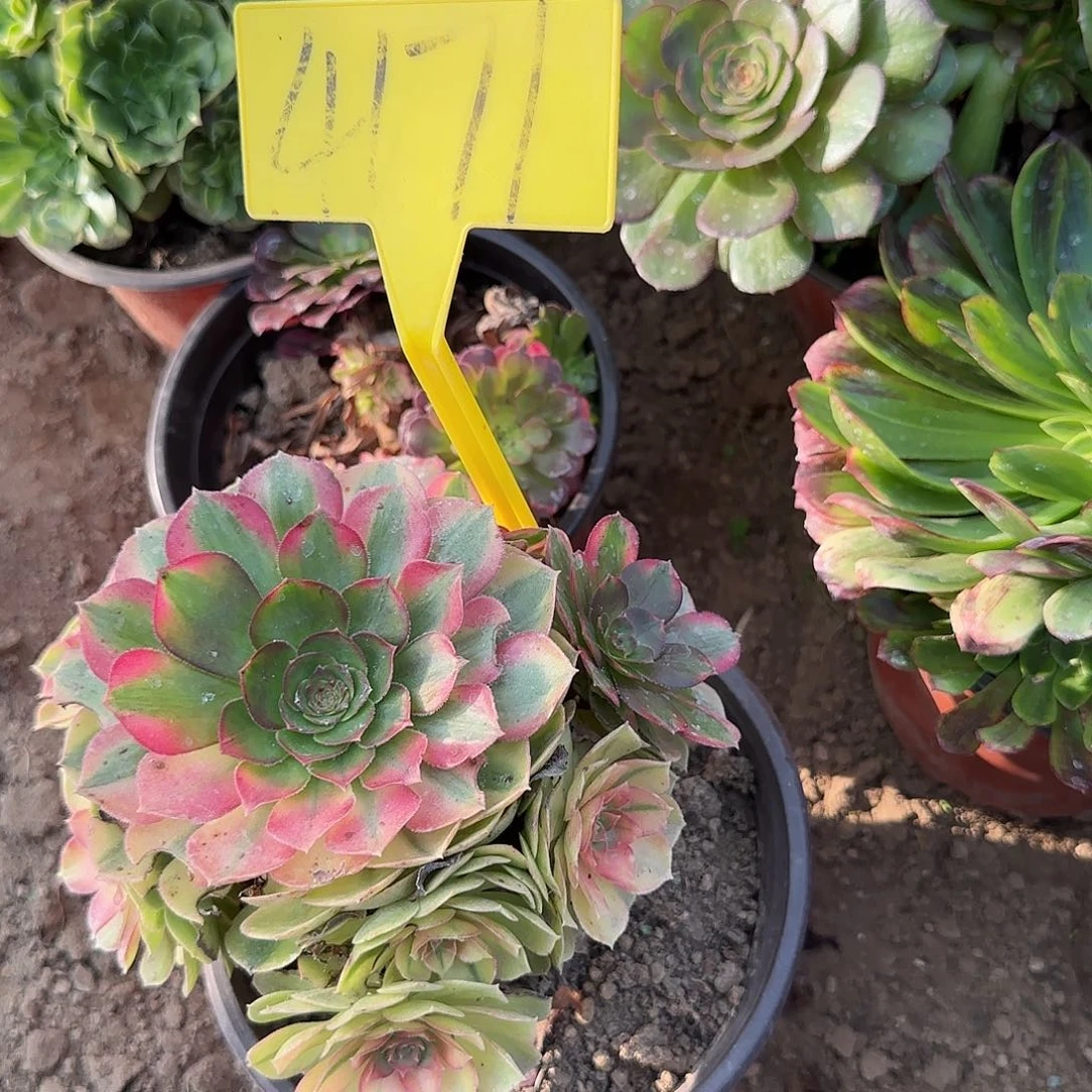 4171---雨荷多头多肉