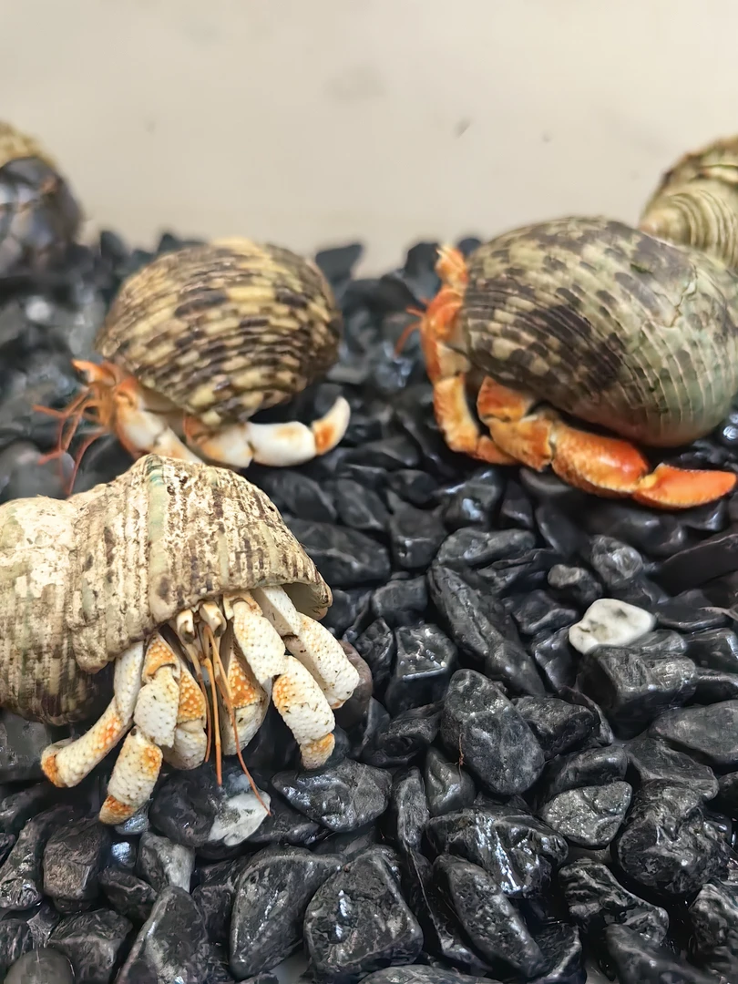 懒人宠物陆生寄居蟹