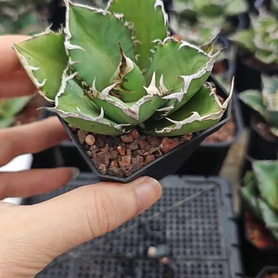 羽毛仁王冠龙舌兰