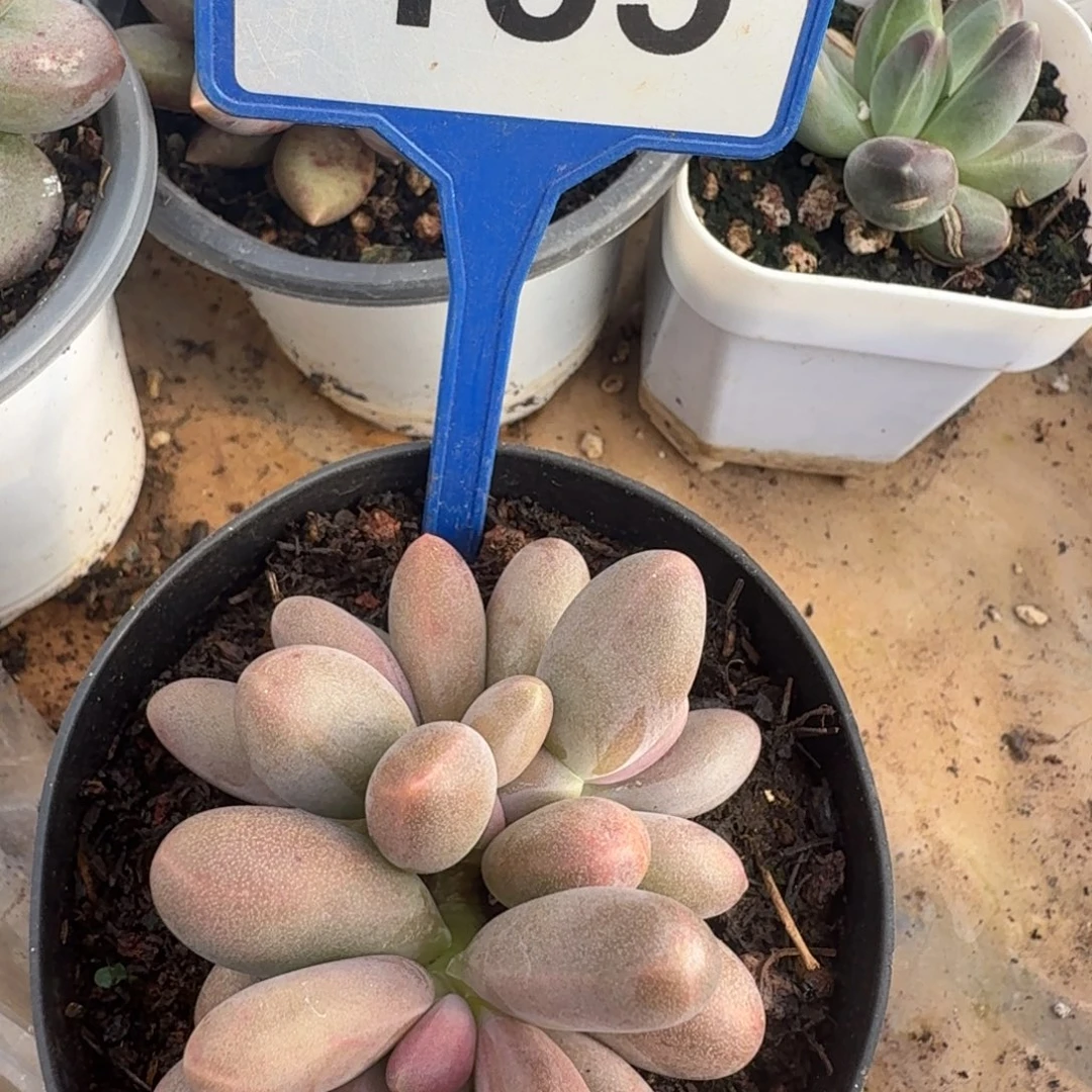 多肉植物漂亮糖果185