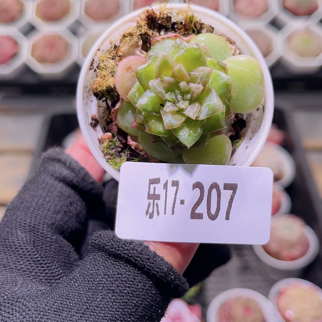 乐然17-207 新品单头