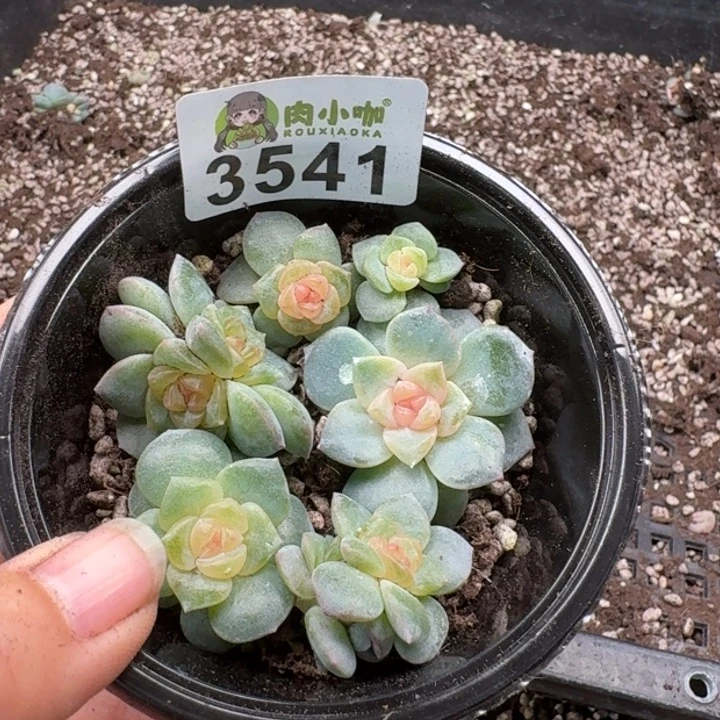 多肉植物多肉植物