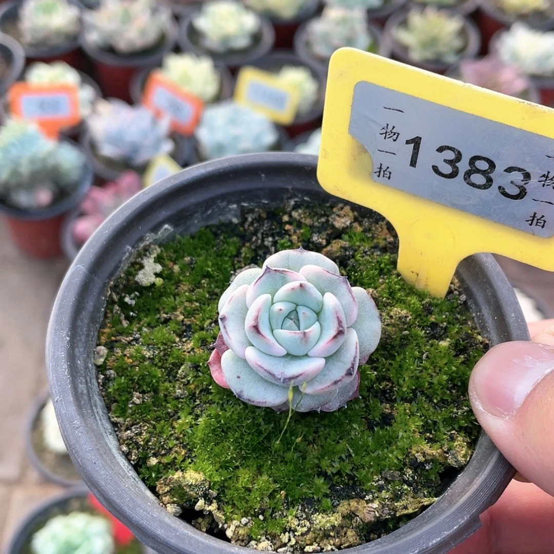 【闪购商品】朝***季1383号