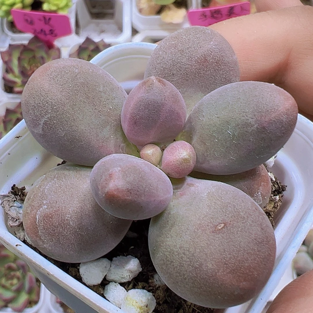 手指美人19包邮多肉植物