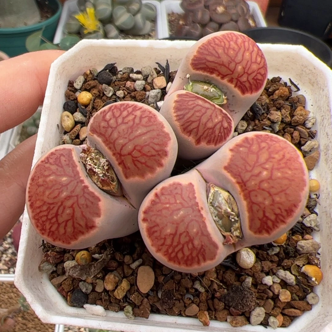 082号菊 多肉植物