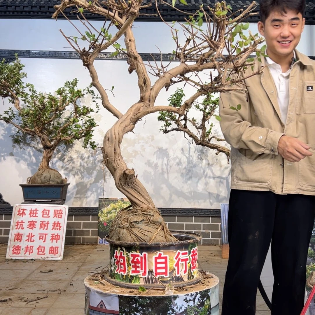 无花朵金银花开花1554155