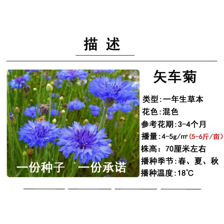 ❃矢车菊花种子四季易种活蓝色矢车菊种子室外庭院绿化耐寒花草种