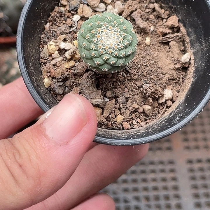 612菊水 1.5cm左右