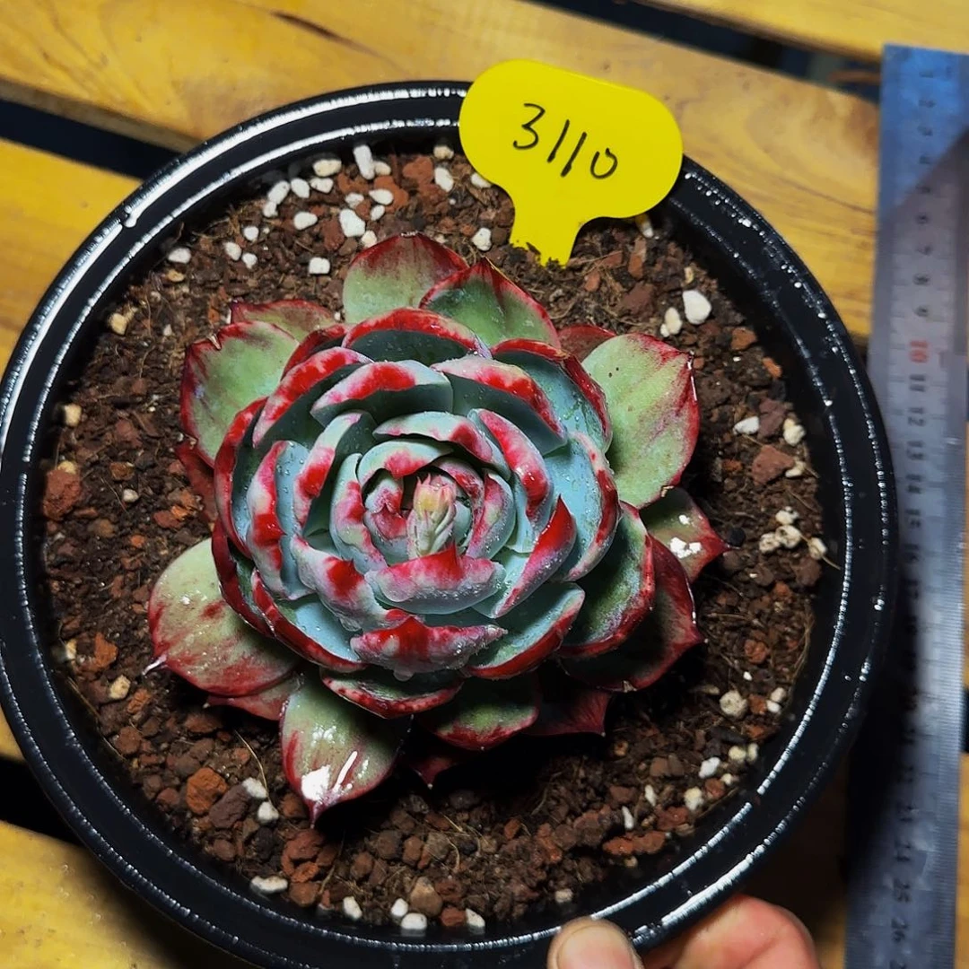 3110号一物一拍的惊鸿仙子