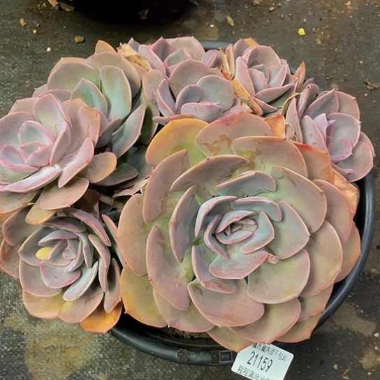 秋*起尘埃21159多肉