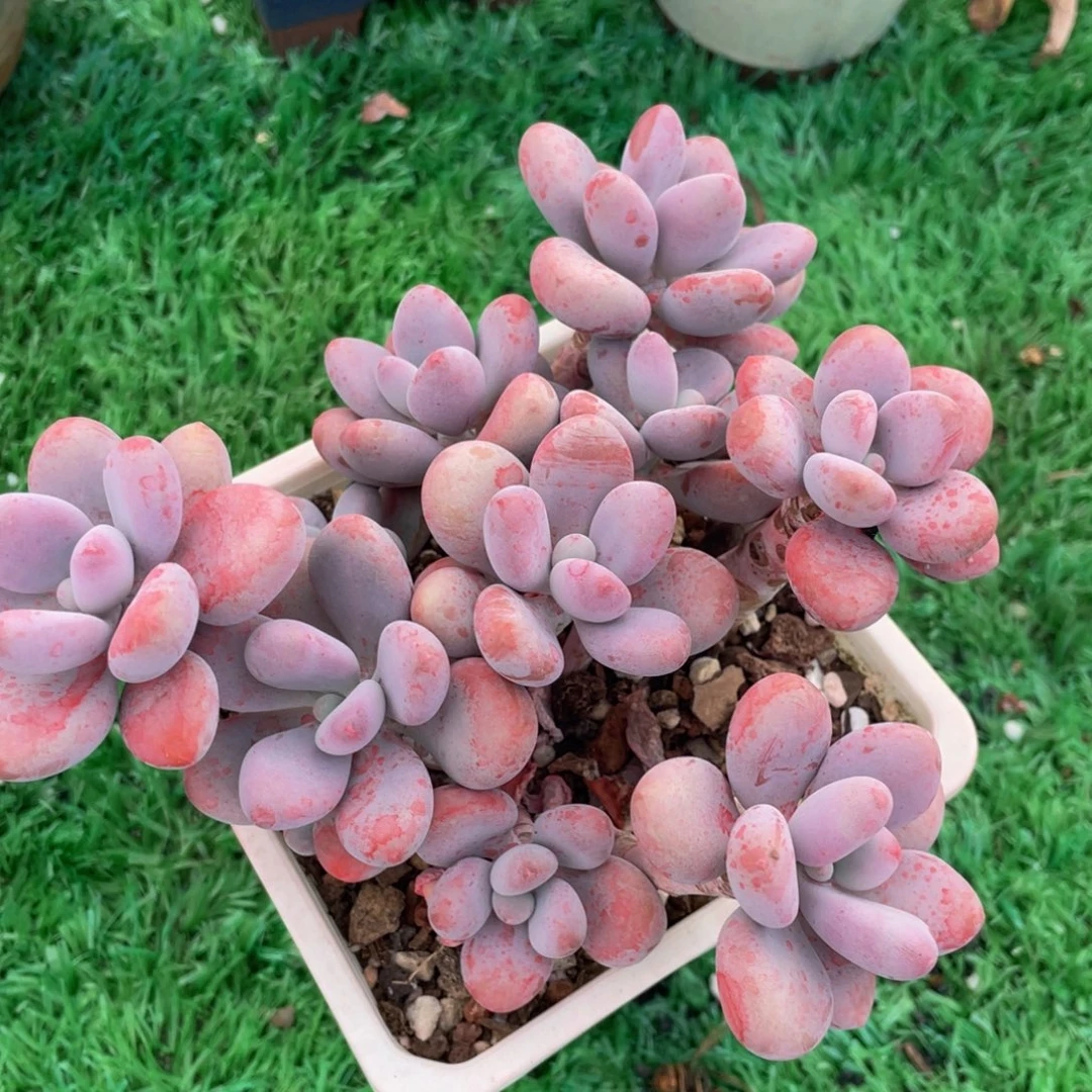 多肉植物盆栽多肉