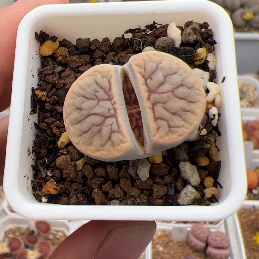 0419号线招福 多肉植物