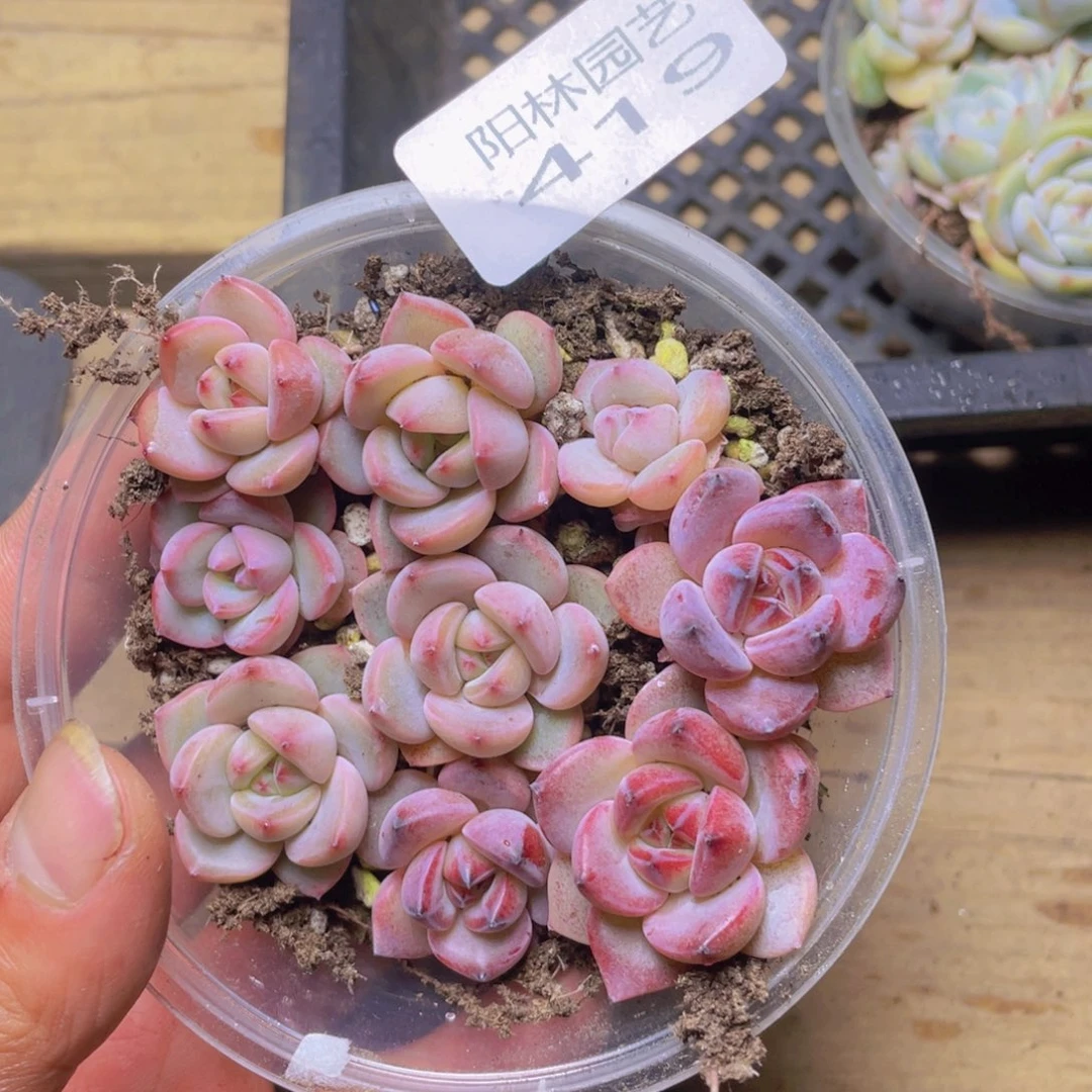 多肉植物多肉植物419