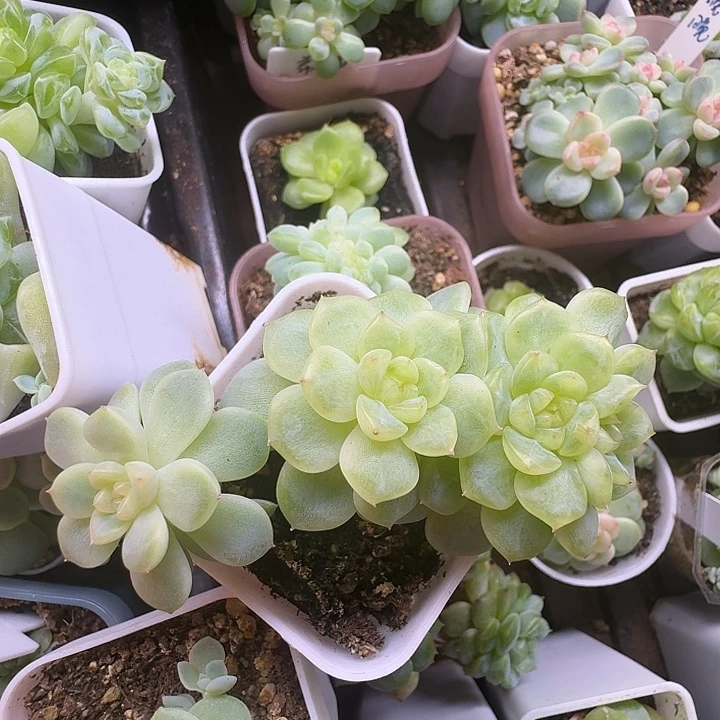 纸鸢朵朵缀福利4头