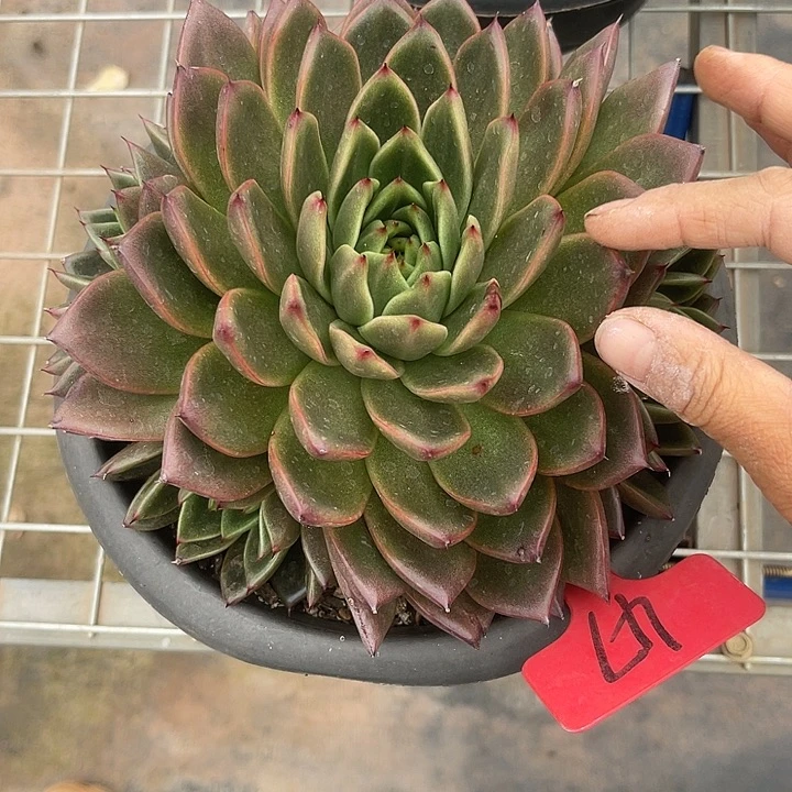 两单包邮，一物一拍47杂交