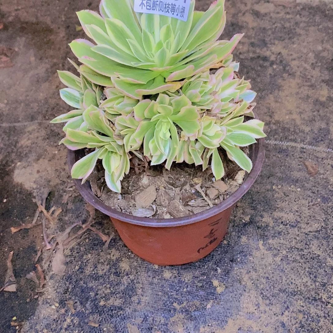 081艳凝老桩多肉