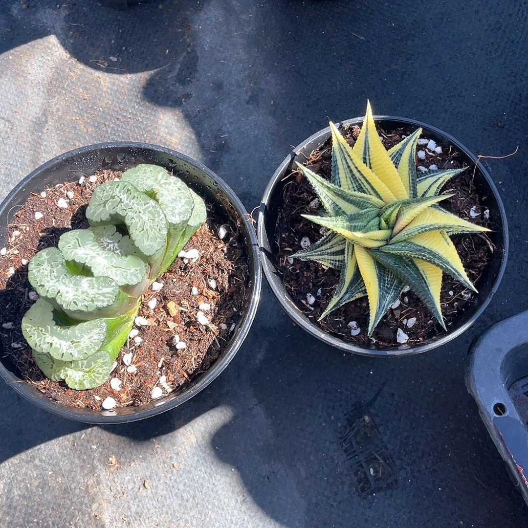 忘***你北斋玉扇加琉璃殿锦