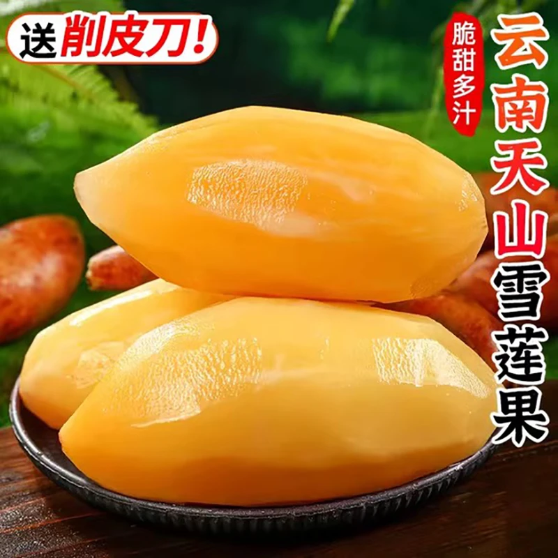 云南天山雪莲果（送削皮刀）新鲜现挖黄心清甜多汁大果整箱当季b