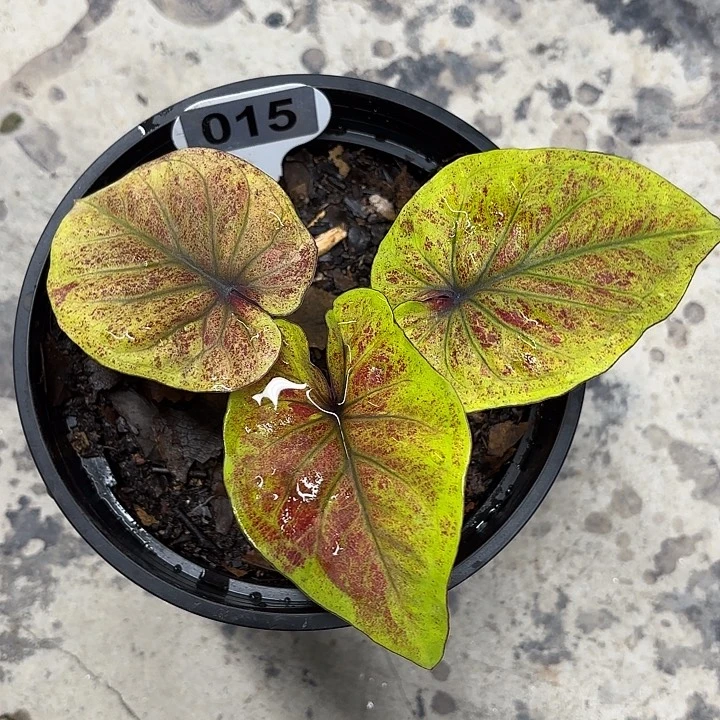 15-0221彩叶芋广东现货