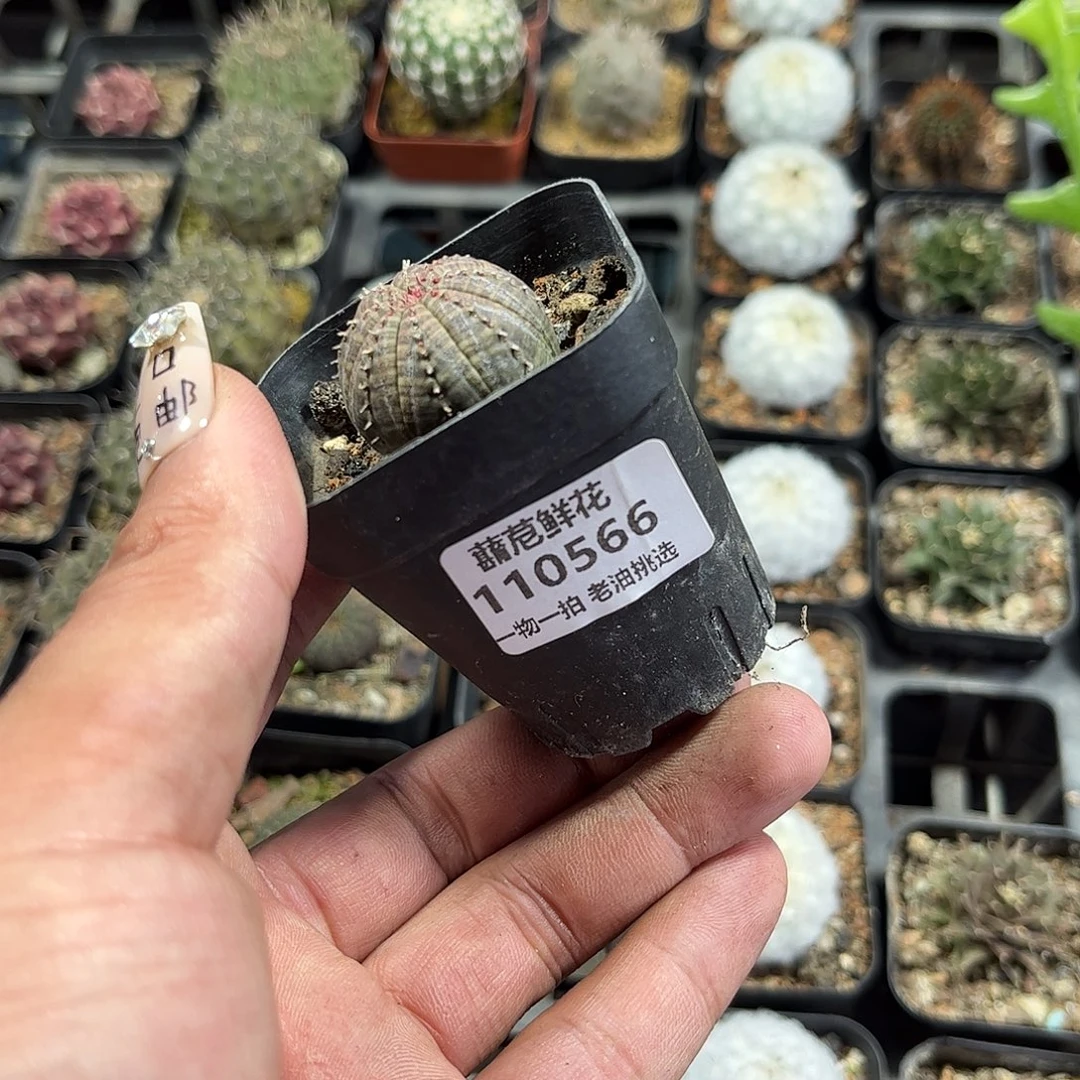 麻***瓜110566一物一拍单头