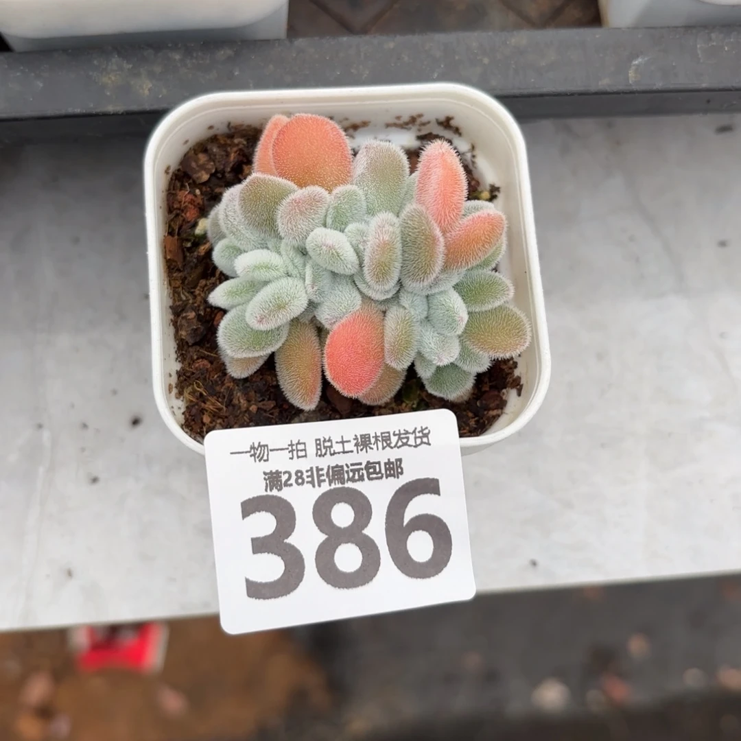 雪晃星无盆土发货