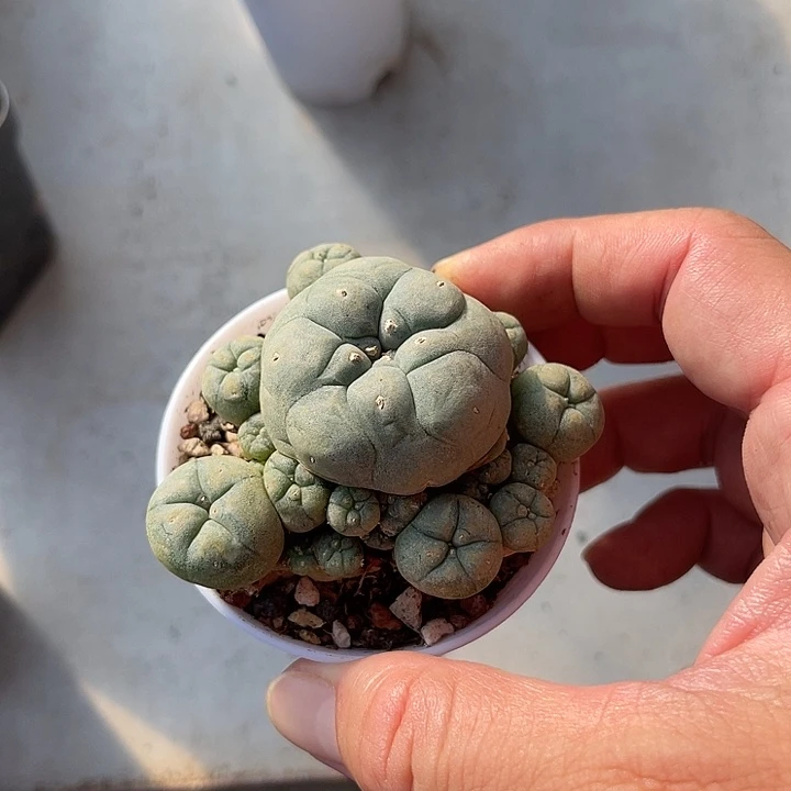 无花朵鱼群一物一拍