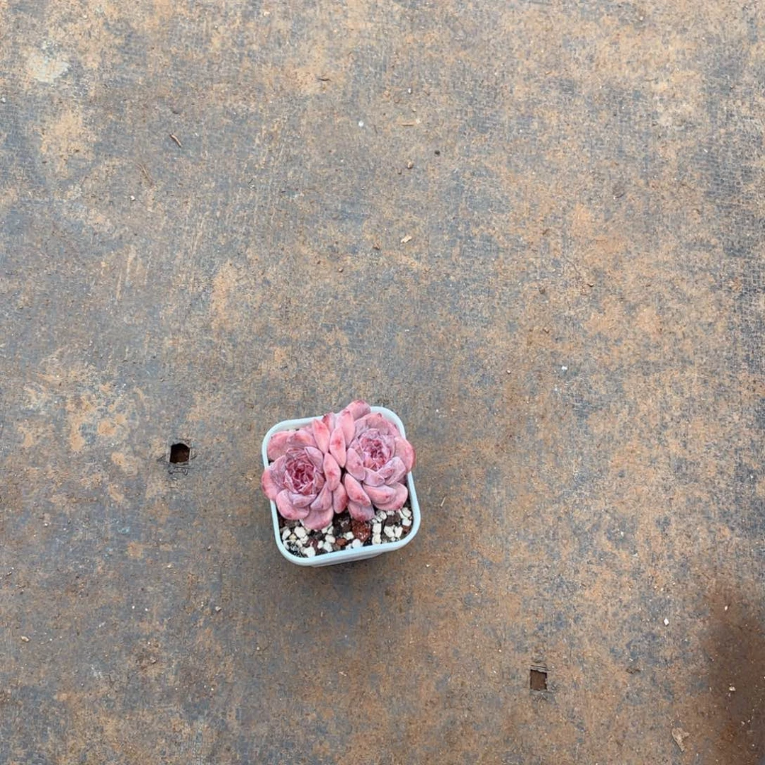 *‍****180粉色钻石多肉