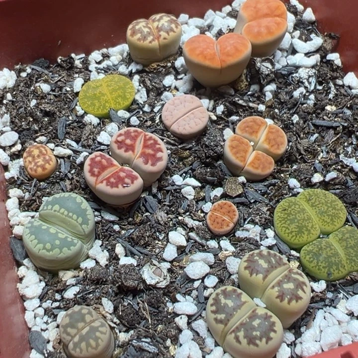 【闪购商品】 049。