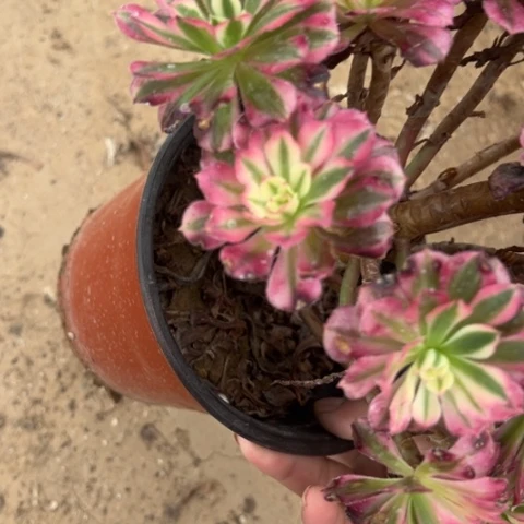 6494粉铜多肉植物法师