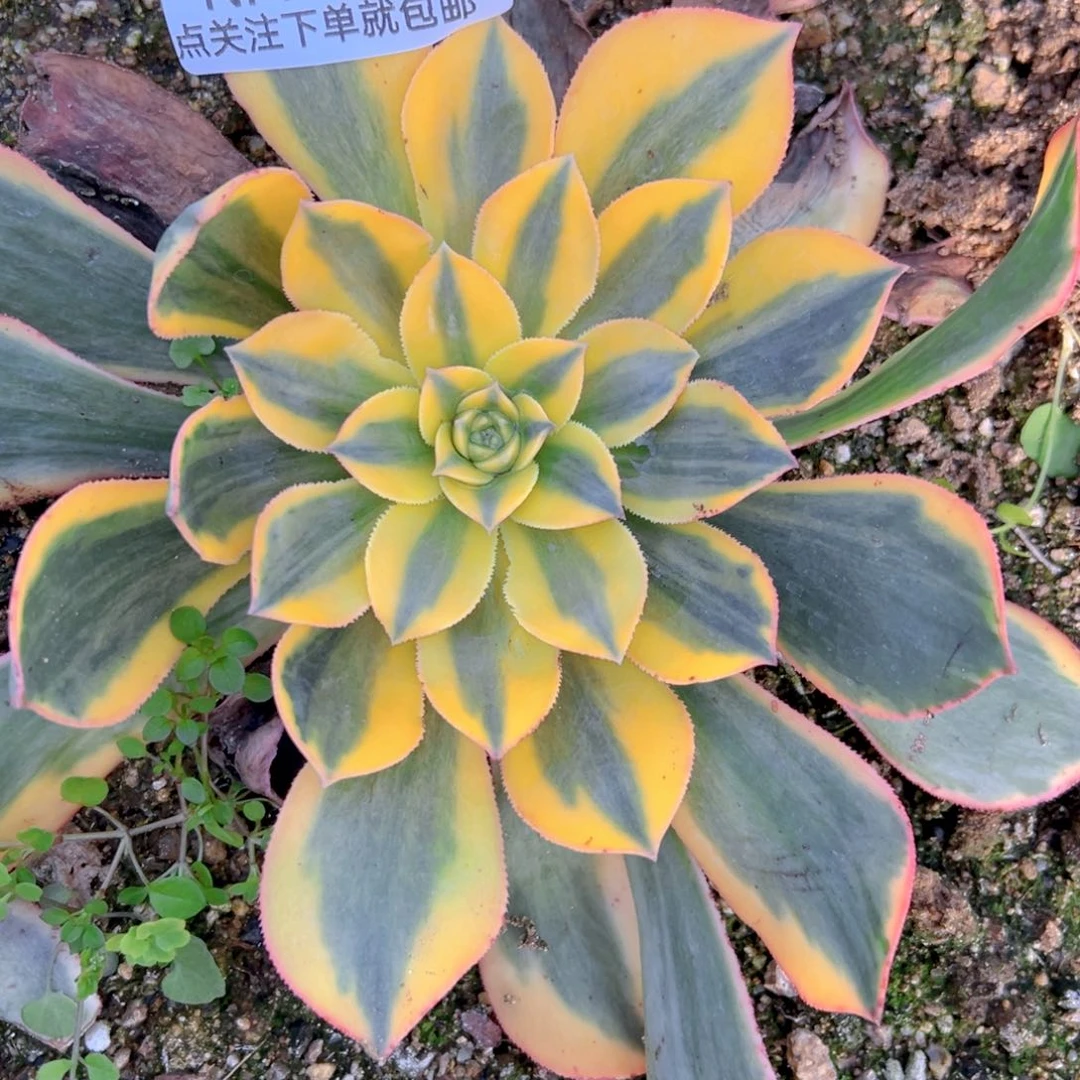 黄龙多肉植物722