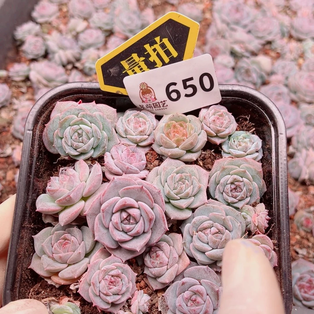 多肉植物多肉植物