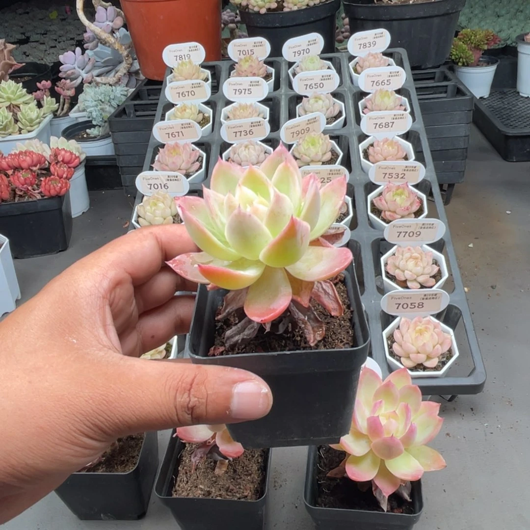 7565丝绸面纱5.0厘米