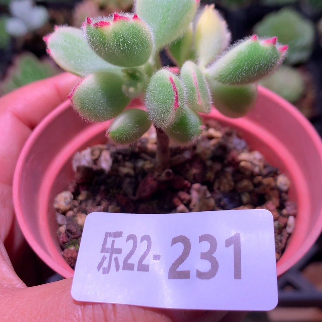 乐然22-231 白熊 不售后介意慎拍