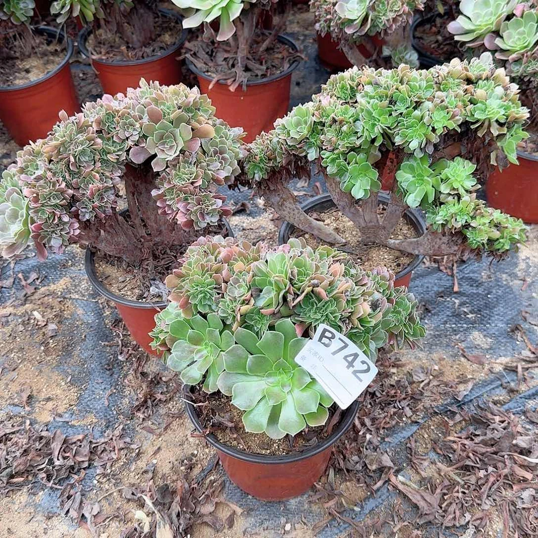 742火玫瑰朵朵共3颗呀呀