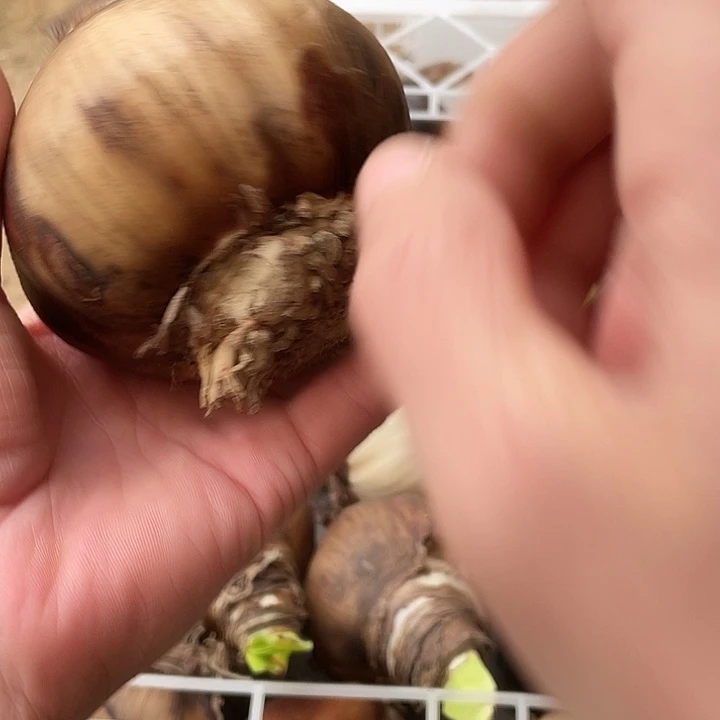 直播间那框花孔雀8厘米丑球一个