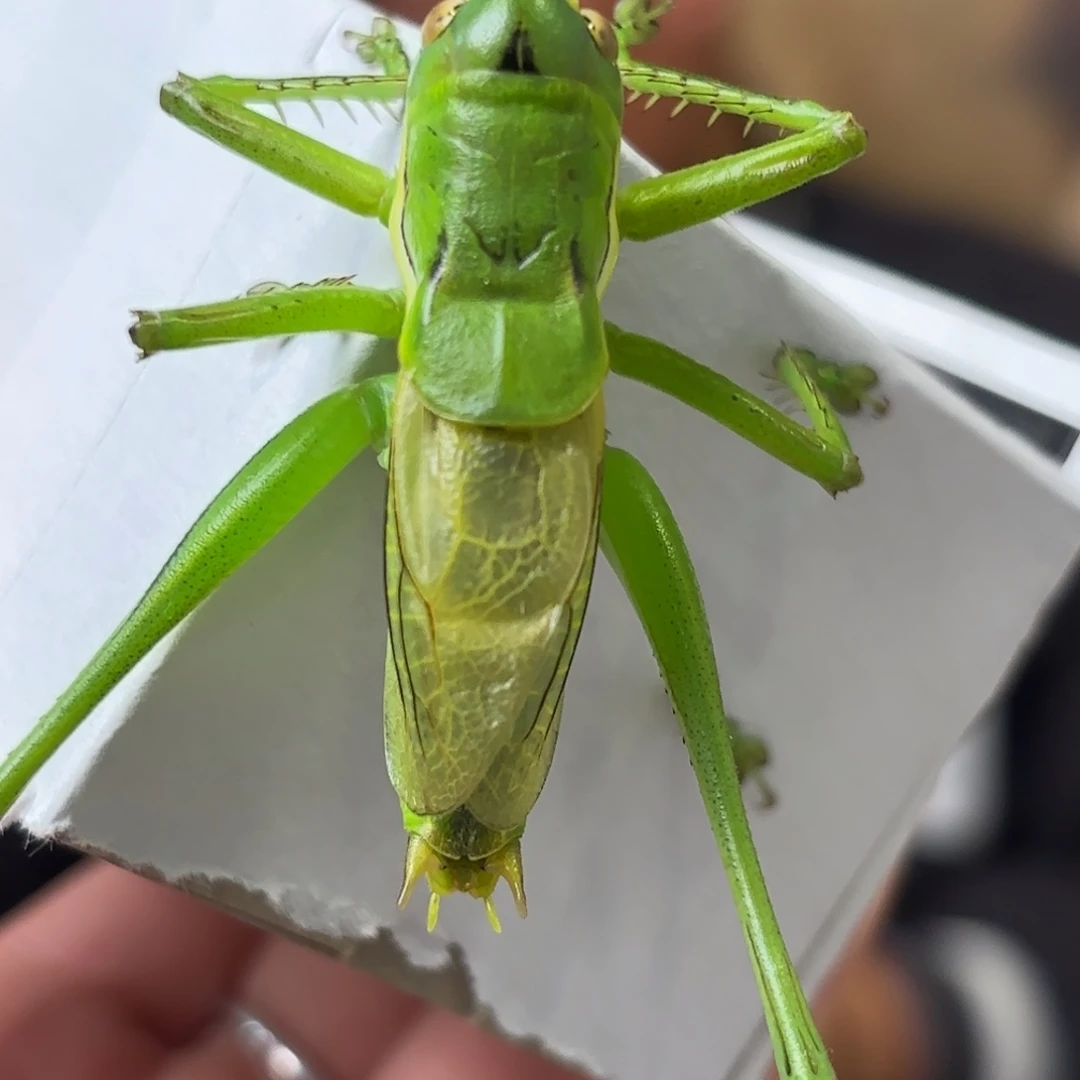 郝***昀蝈蝈蝈蝈福福价格