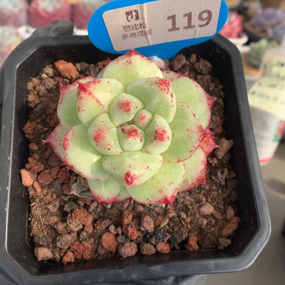 119 冬云石化多肉