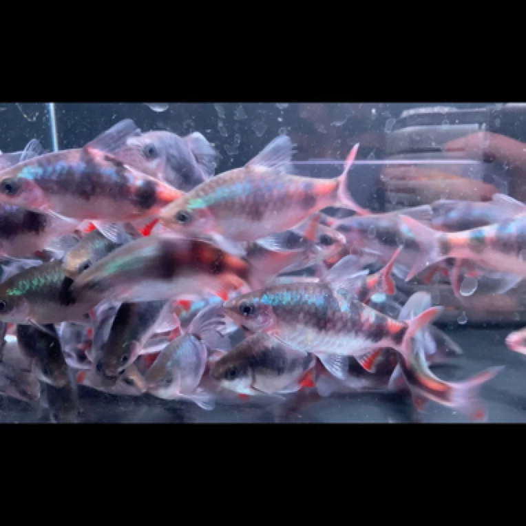 进口热带原生观赏鱼红尾绿荧光鲫鱼熊猫鲫淡水群游小型原生鱼耐养