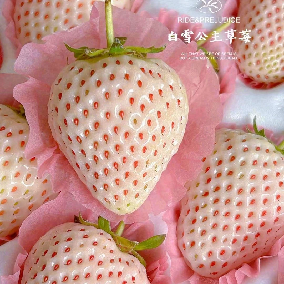 白雪公主草莓嘎嘎好吃只能长春拍