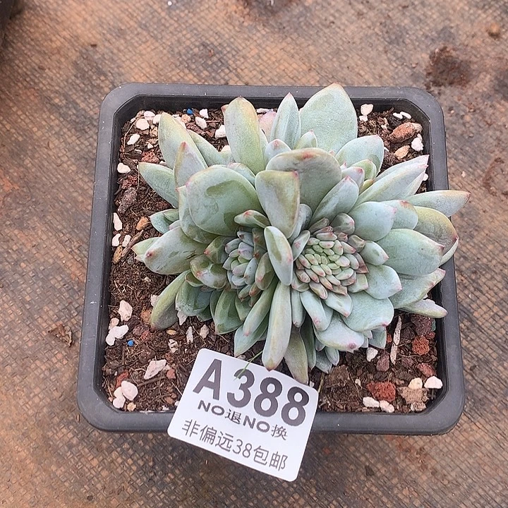 星星橙 全场8折 需延迟发货