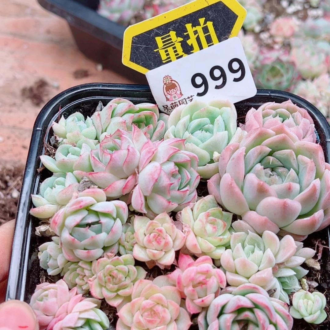 多肉植物多肉植物