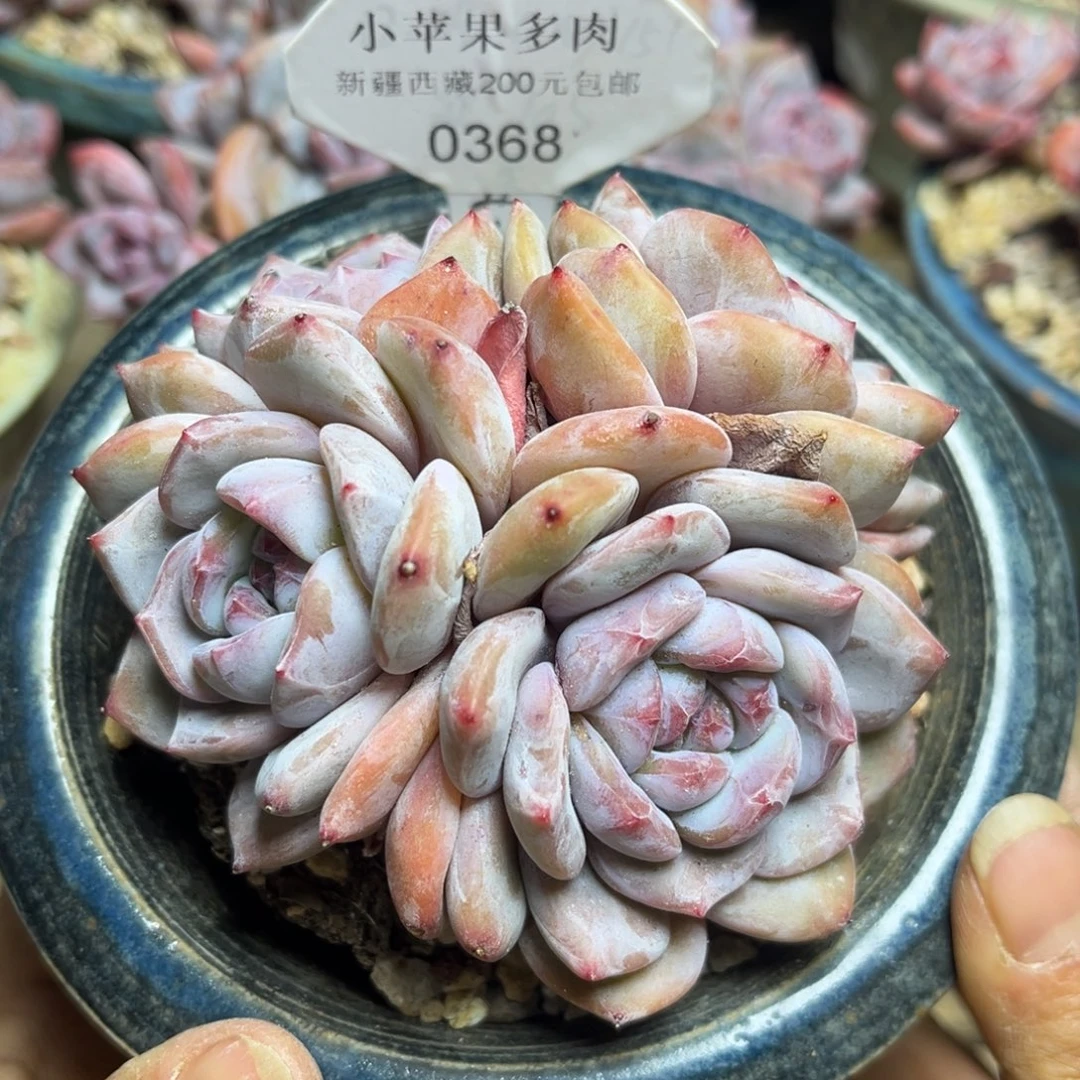 绿底紫心368/9cm4头