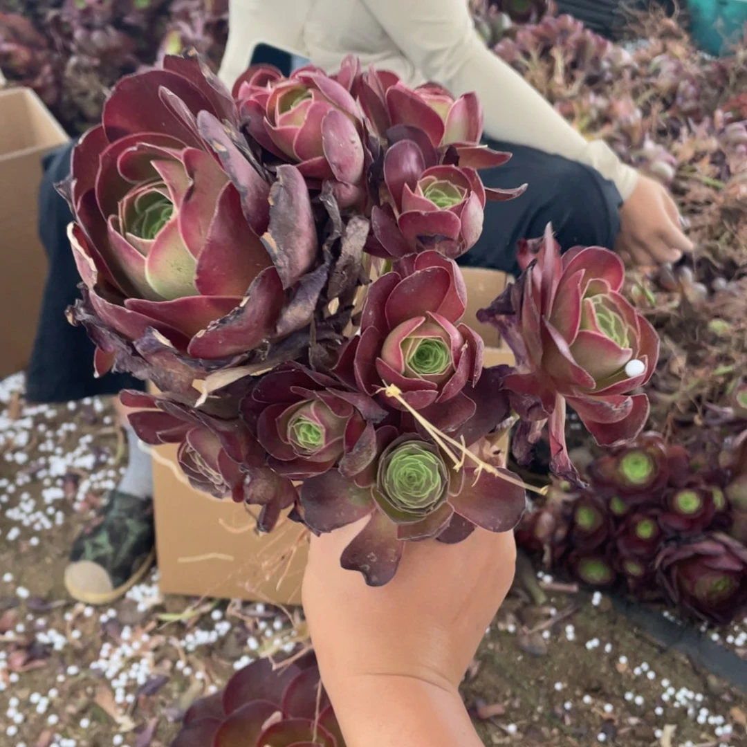 魅金玫瑰2颗不周正没有售后