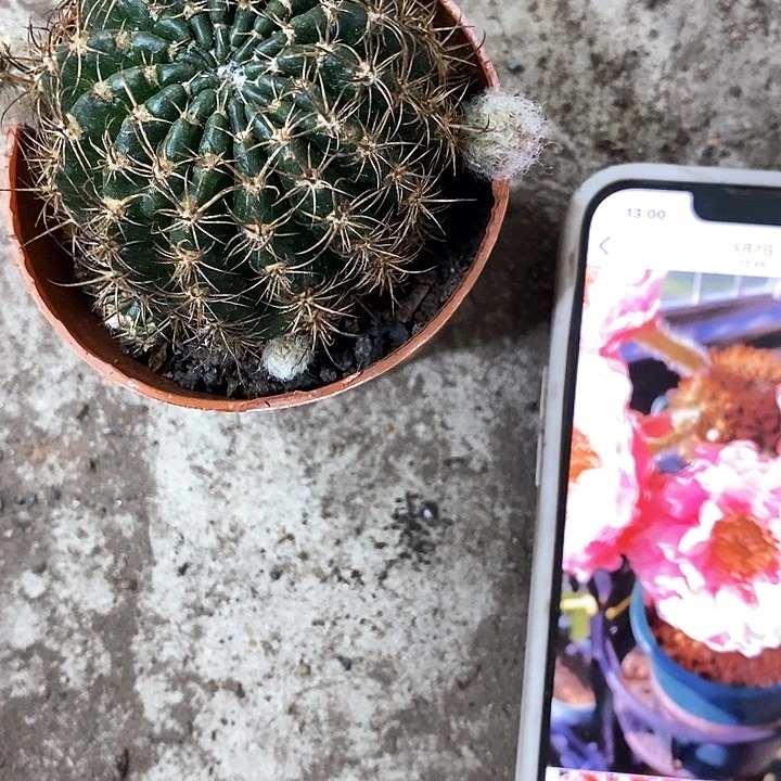 33牡丹4公分左右仙人球