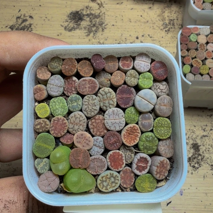 多肉植物的生长013